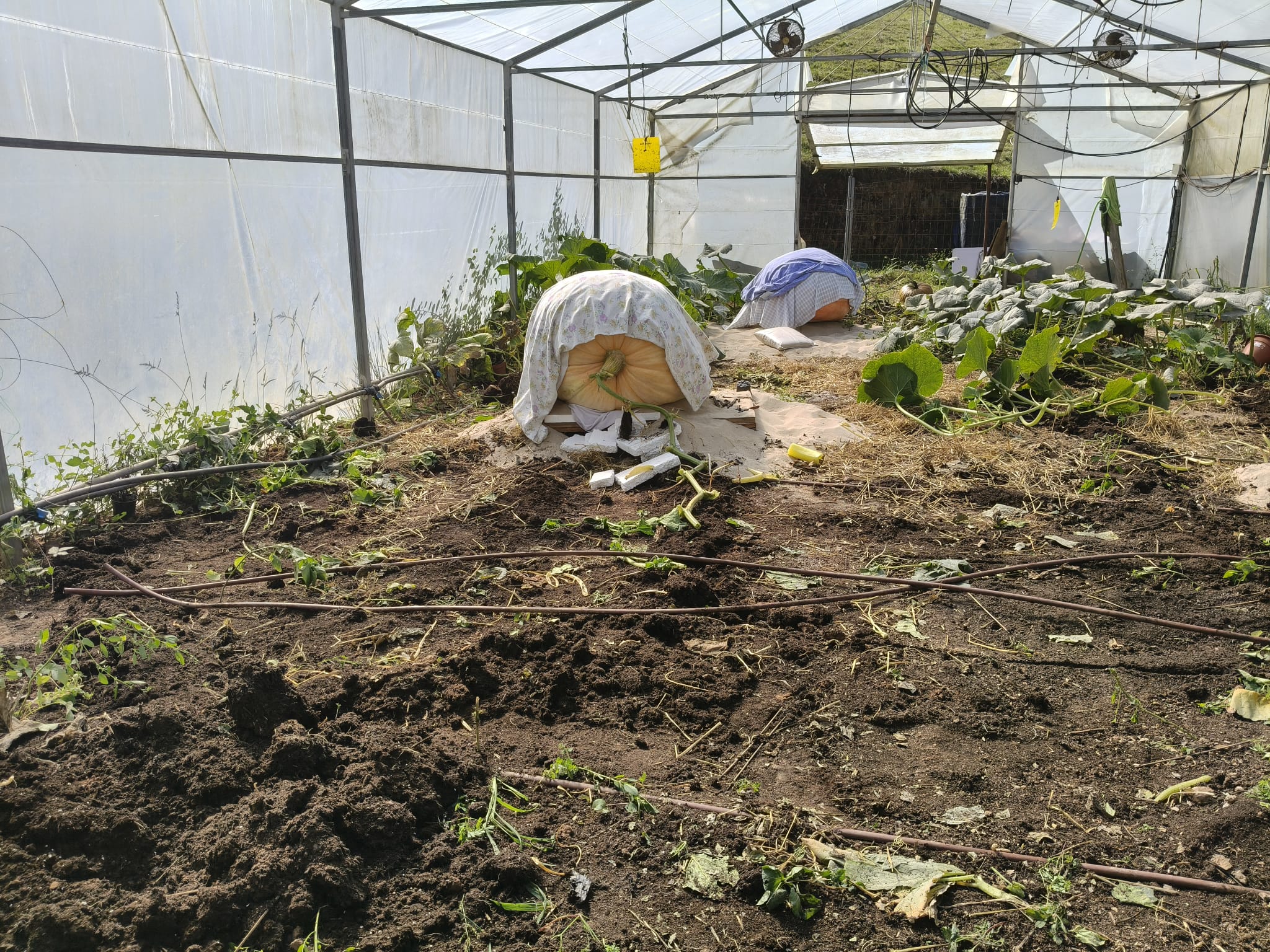 Equipo trabajando alrededor de una gran calabaza