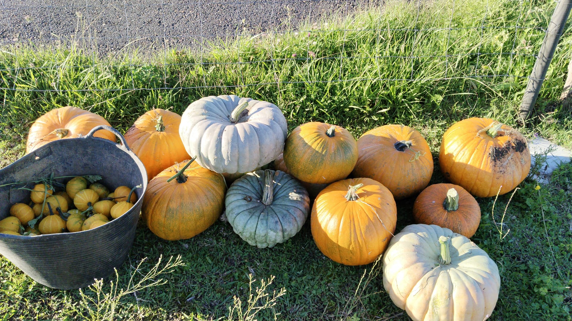 Variedad de calabazas decorativas