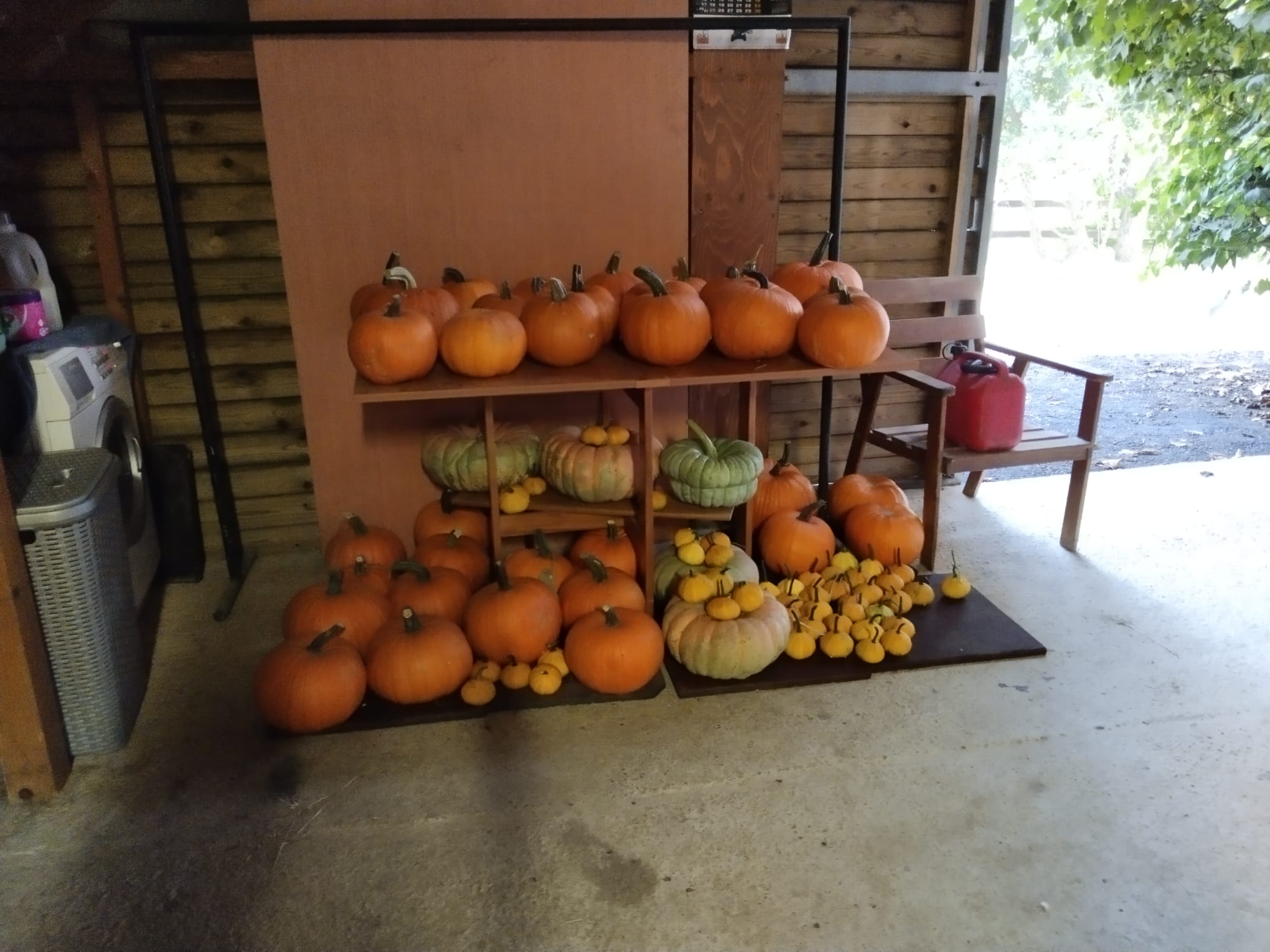 Composición de calabazas para decorar